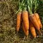 морковь оптом в Перми и Пермском крае